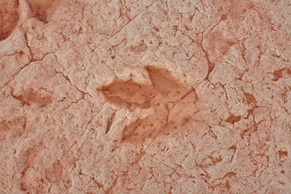 Dinosaur Footprint