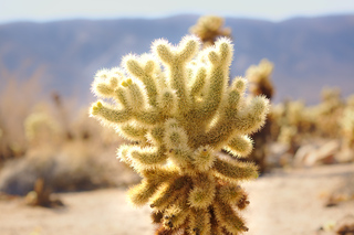 Cholla Cactus Garden