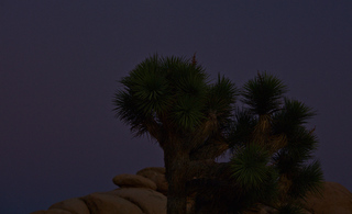 Joshua Tree at Sunset