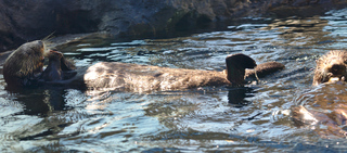 River Otter